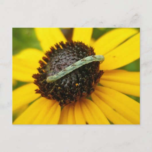 Common Pug Moth Caterstyle Coördinatiepunten Briefkaart (Voorkant)