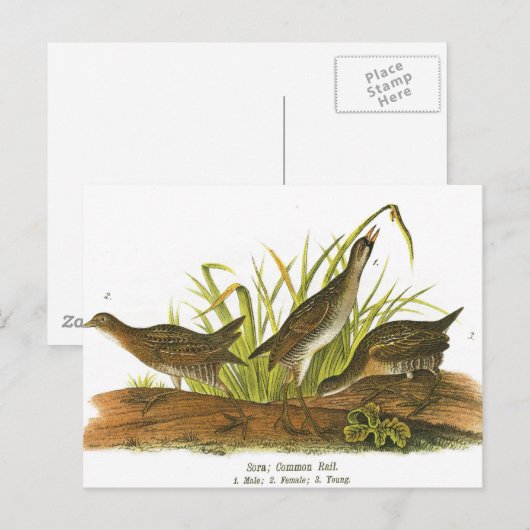 Common Rail Briefkaart (Voorkant / Achterkant)