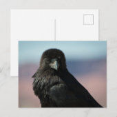 Common Raven Briefkaart (Voorkant / Achterkant)