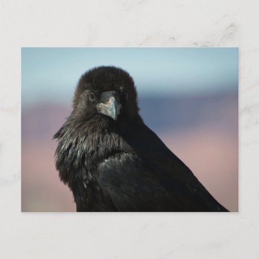 Common Raven Briefkaart (Voorkant)