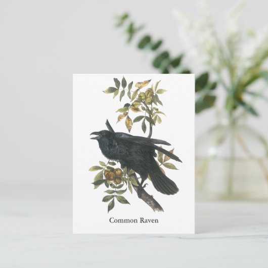 Common Raven, John audubon Briefkaart (Staand voorkant)