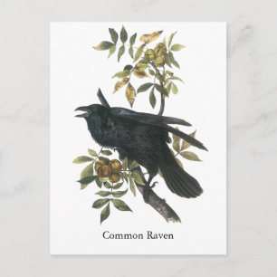 Common Raven, John audubon Briefkaart