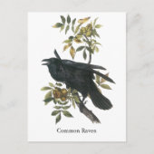Common Raven, John audubon Briefkaart (Voorkant)