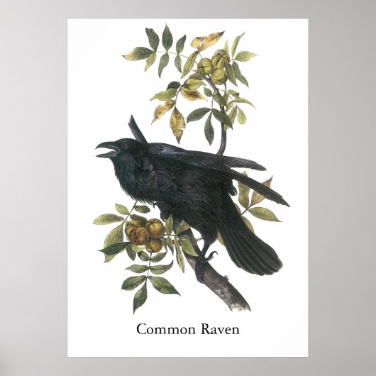 Common Raven, John audubon Poster (Voorkant)