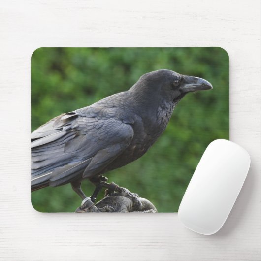 Common Raven Muismat (Met muis)