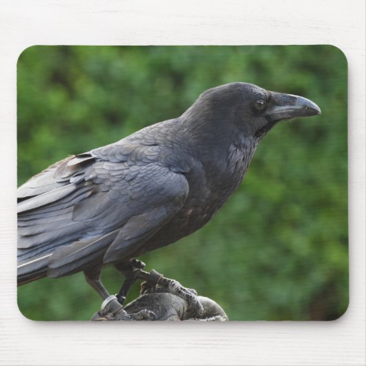 Common Raven Muismat (Voorkant)