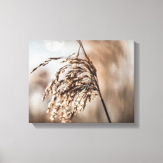 Common Reed Natuur Foto Canvas Afdruk (Voorkant)