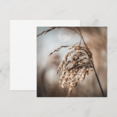 Common Reed Natuur Photo Card (Voorkant / Achterkant)