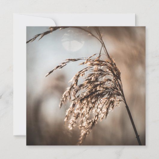 Common Reed Natuur Photo Card (Voorkant)