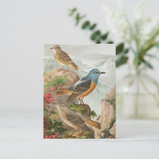 Common Rock Thrush Briefkaart (Staand voorkant)