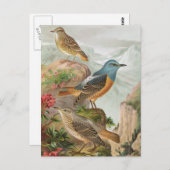 Common Rock Thrush Briefkaart (Voorkant / Achterkant)