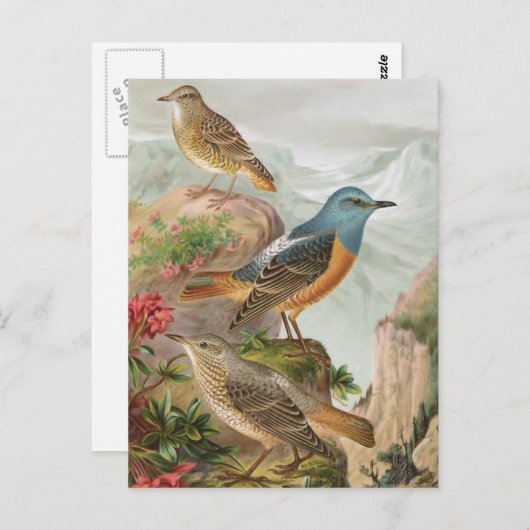 Common Rock Thrush Briefkaart (Voorkant / Achterkant)