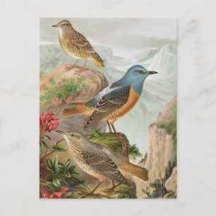 Common Rock Thrush Briefkaart