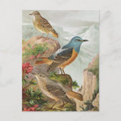 Common Rock Thrush Briefkaart (Voorkant)