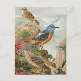 Common Rock Thrush Briefkaart