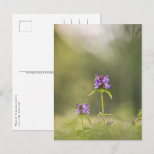 Common Self-Heal Natuur Foto Briefkaart