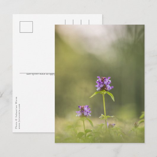 Common Self-Heal Natuur Foto Briefkaart (Voorkant / Achterkant)