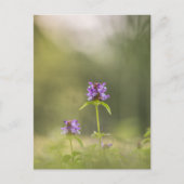 Common Self-Heal Natuur Foto Briefkaart (Voorkant)