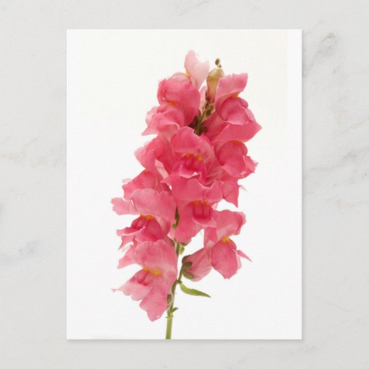 Common Snapdragon Briefkaart (Voorkant)