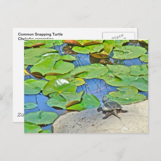 Common Snapping Turtle - Chelydra serpentina Briefkaart (Voorkant / Achterkant)