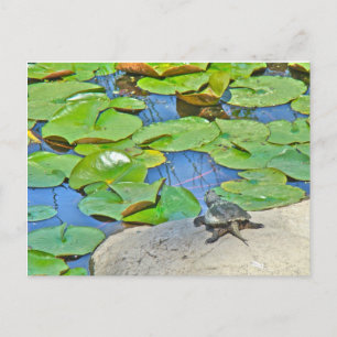 Common Snapping Turtle - Chelydra serpentina Briefkaart