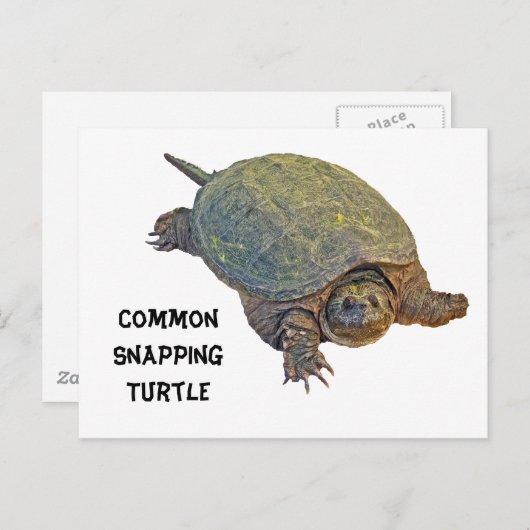 Common Snapping Turtle - Chelydra serpentina Briefkaart (Voorkant / Achterkant)