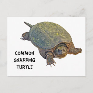 Common Snapping Turtle - Chelydra serpentina Briefkaart