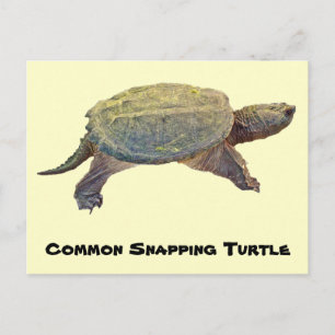 Common Snapping Turtle - Chelydra serpentina Briefkaart