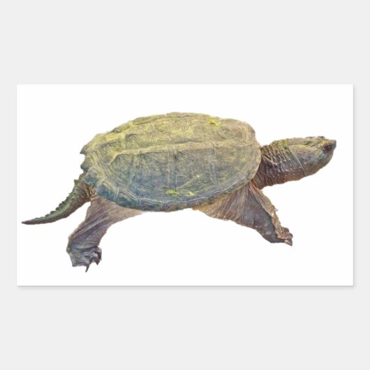 Common Snapping Turtle - Chelydra serpentina Rechthoekige Sticker (Voorkant)