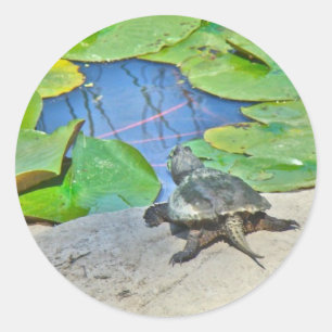 Common Snapping Turtle - Chelydra serpentina Ronde Sticker
