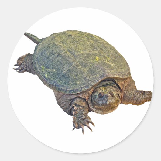 Common Snapping Turtle - Chelydra serpentina Ronde Sticker (Voorkant)