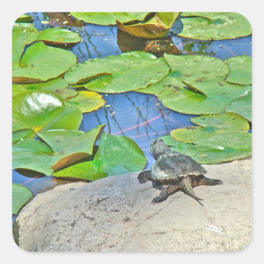 Common Snapping Turtle - Chelydra serpentina Vierkante Sticker (Voorkant)