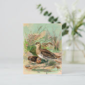 Common Snipe Bird Illustration Briefkaart (Staand voorkant)