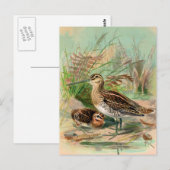 Common Snipe Bird Illustration Briefkaart (Voorkant / Achterkant)