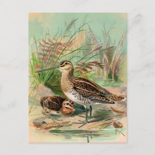 Common Snipe Bird Illustration Briefkaart (Voorkant)