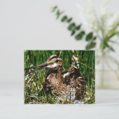 Common Snipe Briefkaart (Staand voorkant)