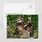 Common Snipe Briefkaart (Voorkant / Achterkant)