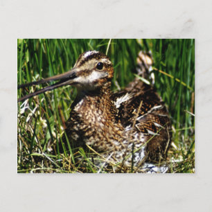 Common Snipe Briefkaart