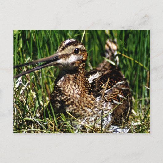 Common Snipe Briefkaart (Voorkant)