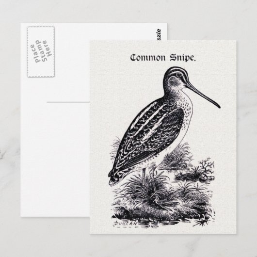 "Common Snipe"  illustratie Briefkaart (Voorkant / Achterkant)
