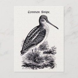 "Common Snipe" illustratie Briefkaart
