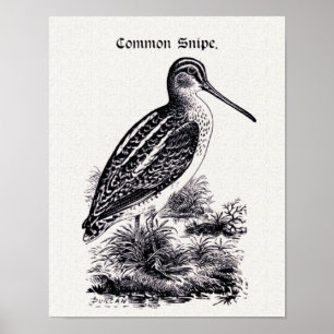 "Common Snipe"  illustratie Poster
