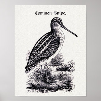 "Common Snipe"  illustratie Poster