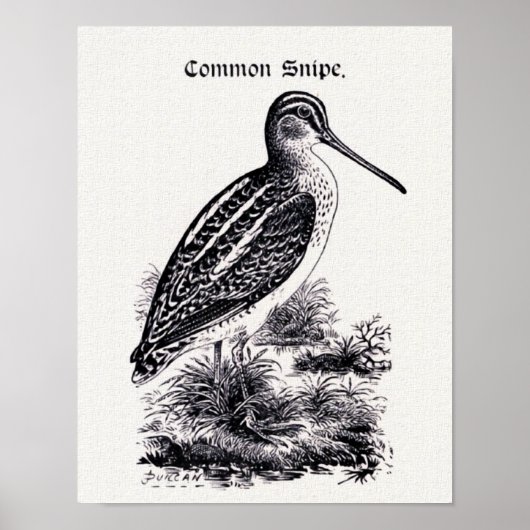 "Common Snipe"  illustratie Poster (Voorkant)