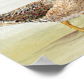 Common Snipe Poster (Hoek)