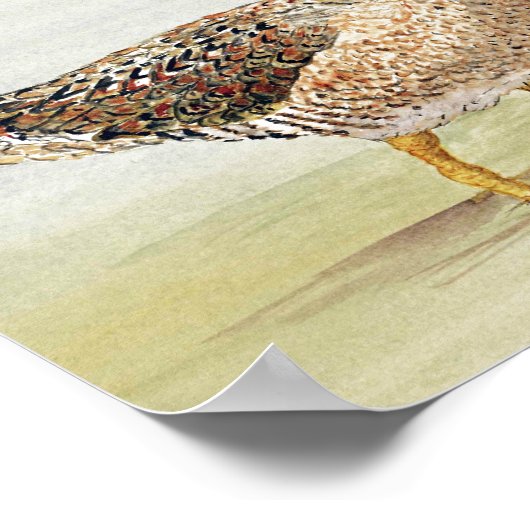 Common Snipe Poster (Hoek)