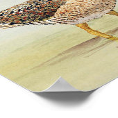 Common Snipe Poster (Hoek)