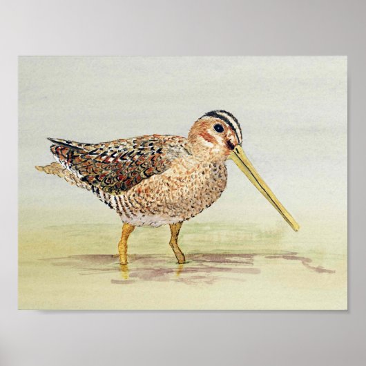 Common Snipe Poster (Voorkant)