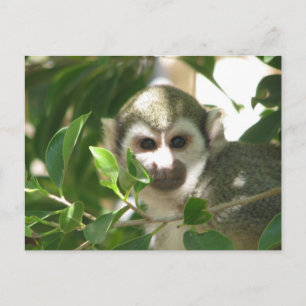 Common Squirrel Monkey Briefkaart