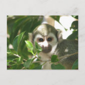 Common Squirrel Monkey Briefkaart (Voorkant)